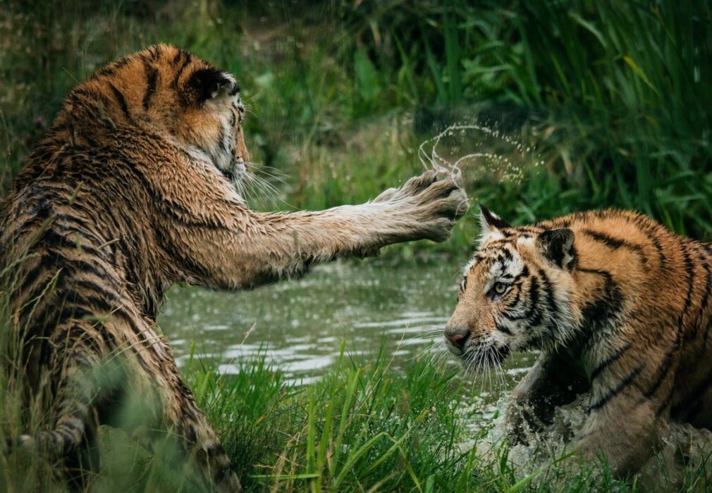 fighting tigers 
