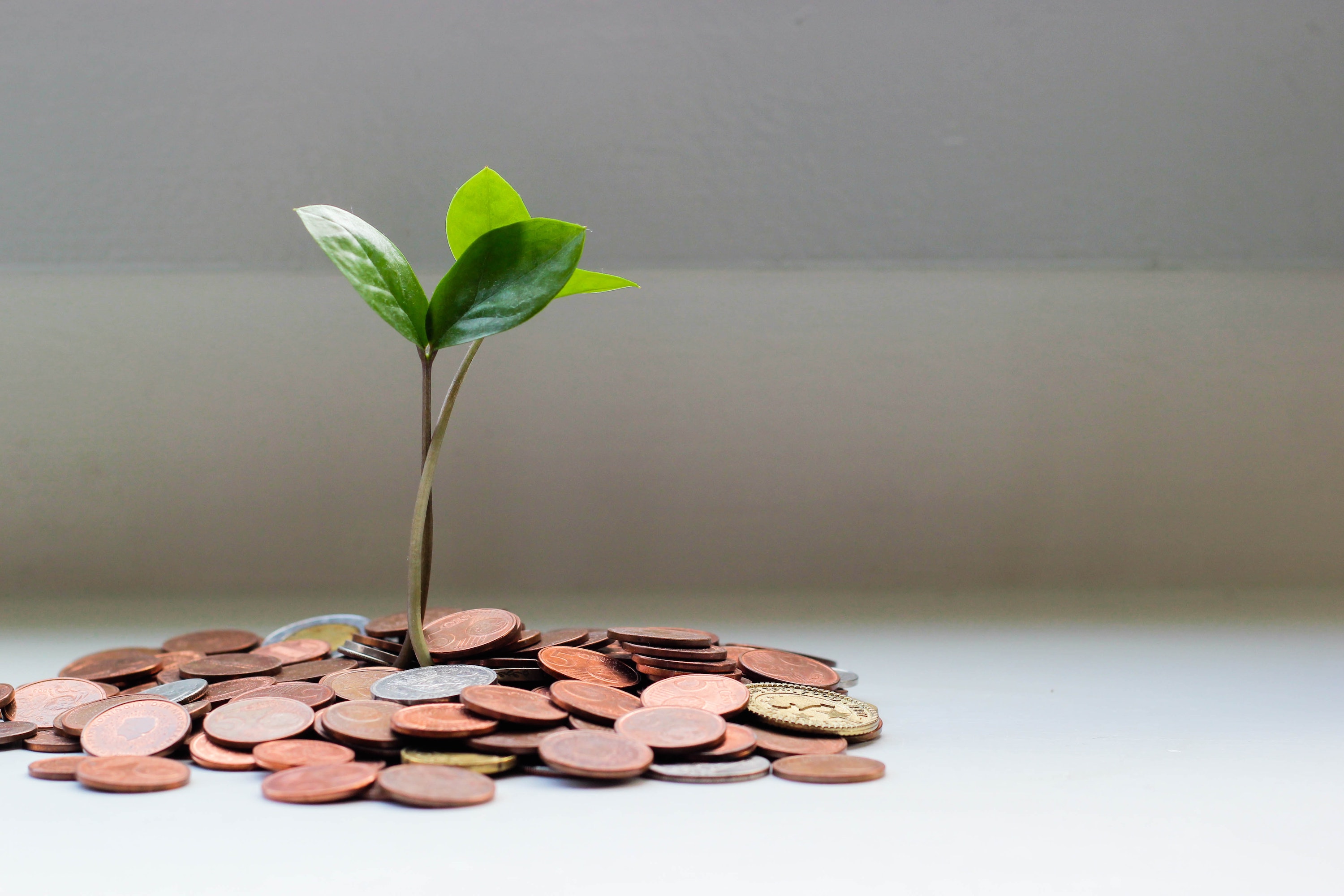 Tiny plant sprouting out of a bunch of coins.