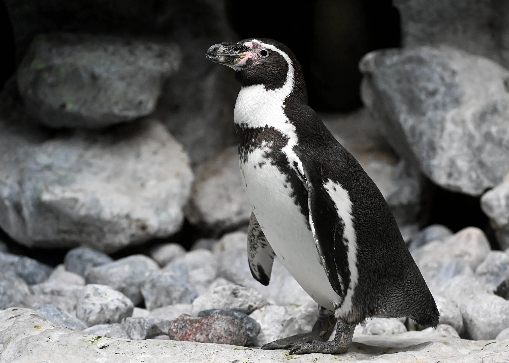 How Brookfield Zoo Chicago modernized its digital front door with Contentful & DEPT®